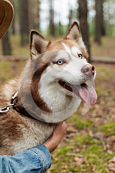 A cheerful dog on a leash. Husky shows his tongue. A walk with a husky in the woods