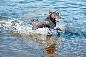 Cheerful dog running in river, sea in action. Portrait of brown retriever resting, playing on beach in summer. Happy