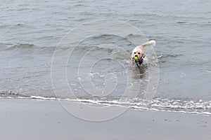 A cheerful dog runs along the seashore holding a tennis ball in his teeth. Playing with a pet. Wet dog on the sea