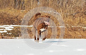 cheerful dog with tongue runs through the snow