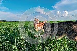 Cheerful dogs are playing on the green field. Husky dogs play in the chase on a summer walk in the park.