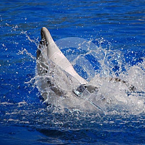 Cheerful dolphin swim, play and dancing in the pool. Zoo Madrit Spain. Dolphinarium. Summer