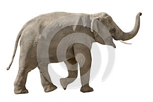 Cheerful elephant isolated on white