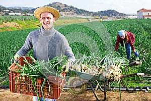 Cheerful farmer carrying crate with harvested spring onions
