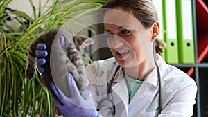 Cheerful female veterinarian holding cute grey kitten