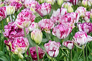 Cheerful field of bright pink and white variegated double tulips as a nature background photo