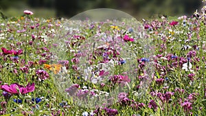 Cheerful flower meadow