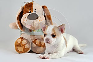 Cheerful Friend - Chihuahua Puppy with Soft Toy