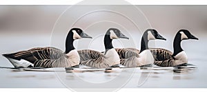 Cheerful geese joyously swimming in a glistening, serene, and crystal clear pond photo