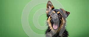 Happy German Shepherd mix dog with expressive face and fluffy fur sitting against bright green background perfect for pet care and photo