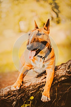 A cheerful ginger bull terrier leans on the front paws against a big tree root on a sunny summer day. A nature walk with a beloved