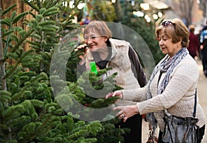 Cheerful glad mature women selecting spruce