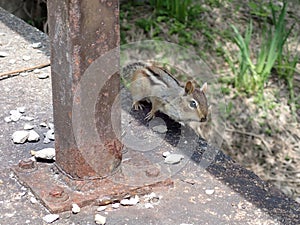 Cheerful gray-collared chipmunk (Neotamias cinereicollis) peering up from behind a sturdy pole photo