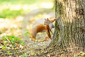 Cheerful gray squirrel perched on a tall, lush tree, its small paws gripping the trunk