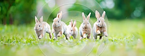 A cheerful group of fluffy rabbits joyfully jumping hopping and scampering through a lush green field with a soft blurred photo