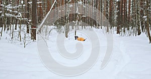 A cheerful and happy dog jumps through snowdrifts in search of a toy