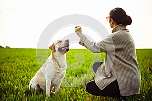 Cheerful and happy dog labrador retriever plays with his young woman owner on a green field on the sunset at spring. Girl trains