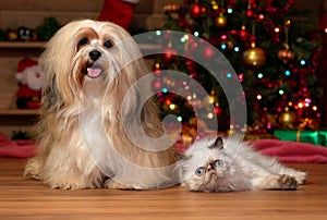 Cheerful Havanese dog and a colorpoint kitten in Christmas