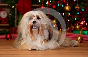 Contento cane è un sdraiarsi prima albero di natale 