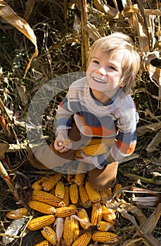 Cheerful joyful 5-6 year old blond boy sits alone among dry autumn corn