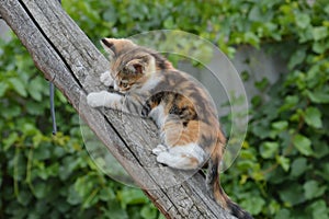 A cheerful kitten climbed onto a pole