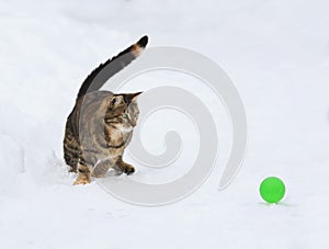 Cheerful kitten jumps for the ball on white snow in winter