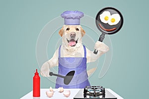Cheerful Labrador in a chef's costume with fried eggs in a frying pan in his hands