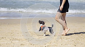 A cheerful little white and black dog runs ahead of its owner on the beach