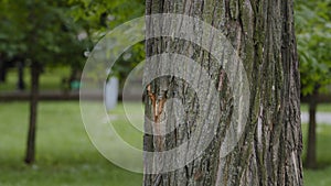 Cheerful mature middle aged woman peeks out from behind large tree, plays hide and seek, smiling older female, happy