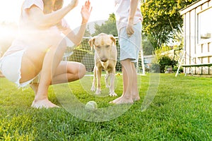 Cheerful mother and son playing with dog, throwing a ball and have fun together. Happy family playing with tennis ball