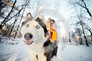 Cheerful muzzle of a dog husky in a winter park, in the background a young couple