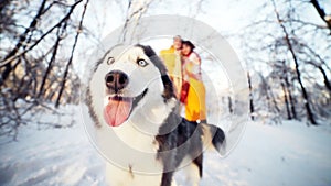 Cheerful muzzle of a dog husky in a winter park, in the background a young couple