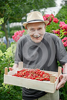 cheerful old man gathered a crop of red currants in the garden. Active old age and longevity