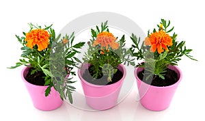 Cheerful orange tagetes