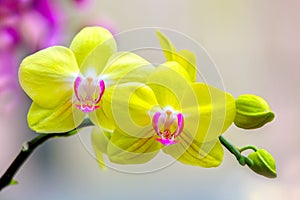 Cheerful pair of yellow phalaenopsis blume orchids against natural background