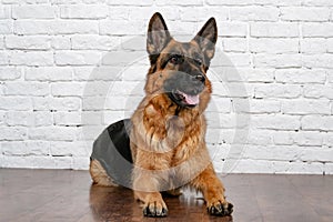 Cheerful perky dog on a brick background. German Shepherd.