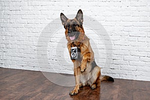 Cheerful perky dog on a brick background. German Shepherd.