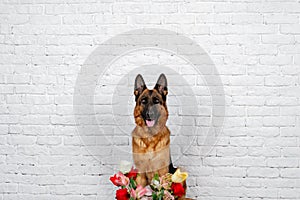 Cheerful perky dog on a brick background. German Shepherd with a bouquet of flowers.