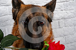 Cheerful perky dog on a brick background. German Shepherd with a bouquet of flowers.