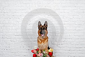 Cheerful perky dog on a brick background. German Shepherd with a bouquet of flowers. photo