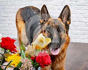 Cheerful perky dog on a brick background. German Shepherd with a bouquet of flowers.