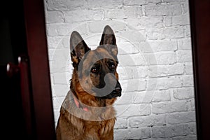 Cheerful perky dog on a brick background. German Shepherd.