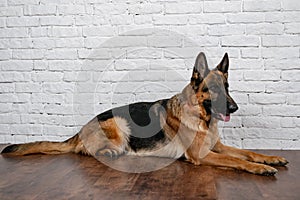 Cheerful perky dog on a brick background. German Shepherd.