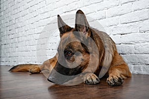 Cheerful perky dog on a brick background. German Shepherd.