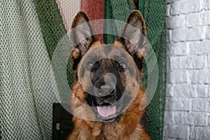 Cheerful perky dog on a brick background. German Shepherd.