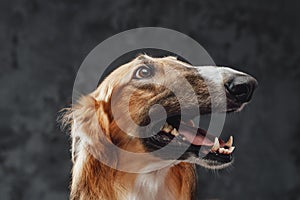 Cheerful persian greyhound panting against dark studio background