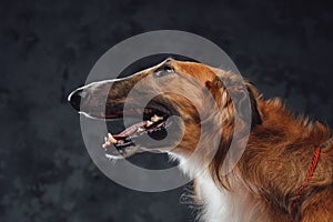 Cheerful persian greyhound panting against dark studio background