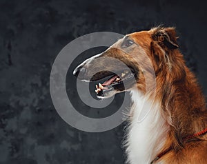 Cheerful persian greyhound panting against dark studio background