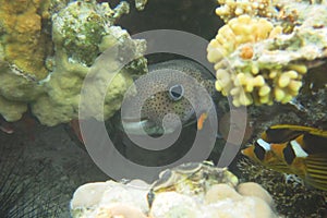 Cheerful photo with partially hidden Spot-fin Porcupinefish behind coral. Funny-looking Diodon hystrix curiously peeks out.