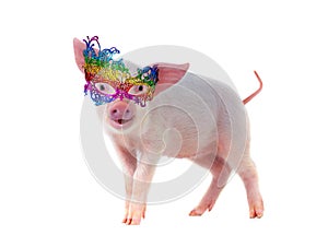 cheerful pig in masquerade glasses isolated on white
